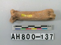 藏品(獸骨殘骸)的圖片